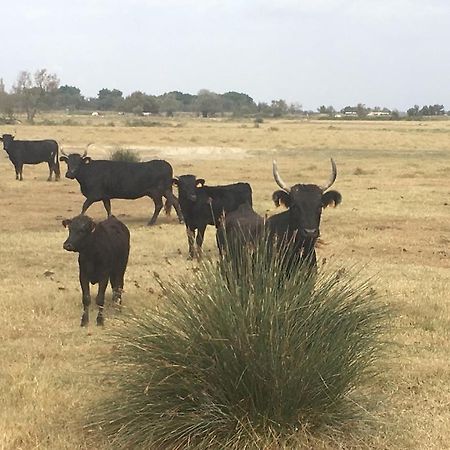 "La Pradeto" Gite Rural Camargue Arles Dış mekan fotoğraf