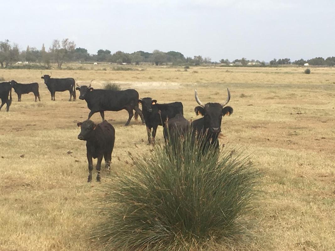 "La Pradeto" Gite Rural Camargue Arles Dış mekan fotoğraf