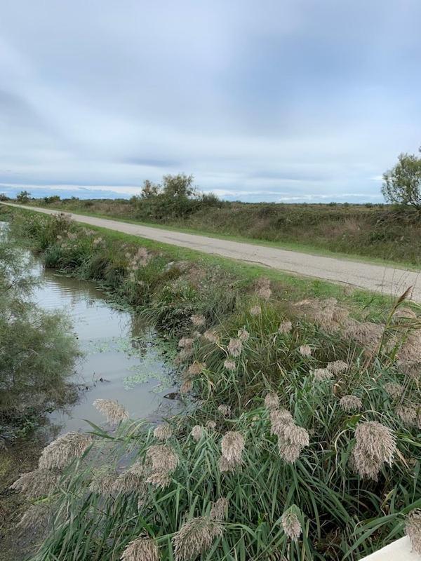 "La Pradeto" Gite Rural Camargue Arles Dış mekan fotoğraf